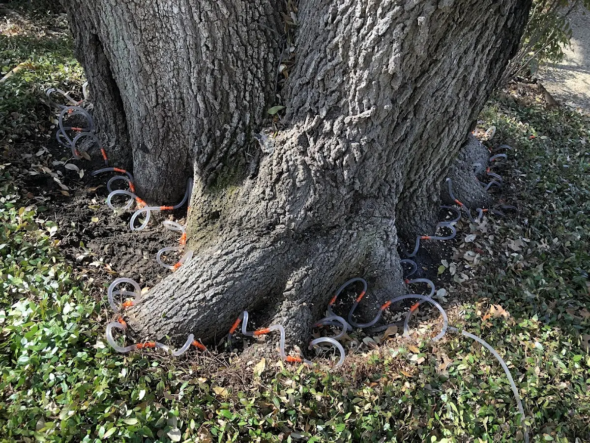 Detailed Tree Cabling and Bracing job site in Sussex